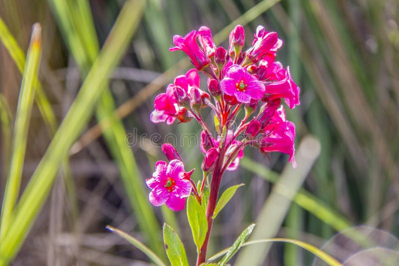 Brazilian outdoor plants stock image. Image of bromeliad 128975479