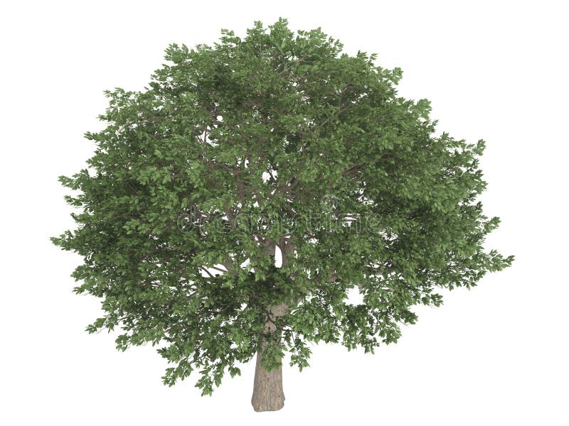 Brazilian Pepper Tree Stock Illustrations 14 Brazilian Pepper Tree