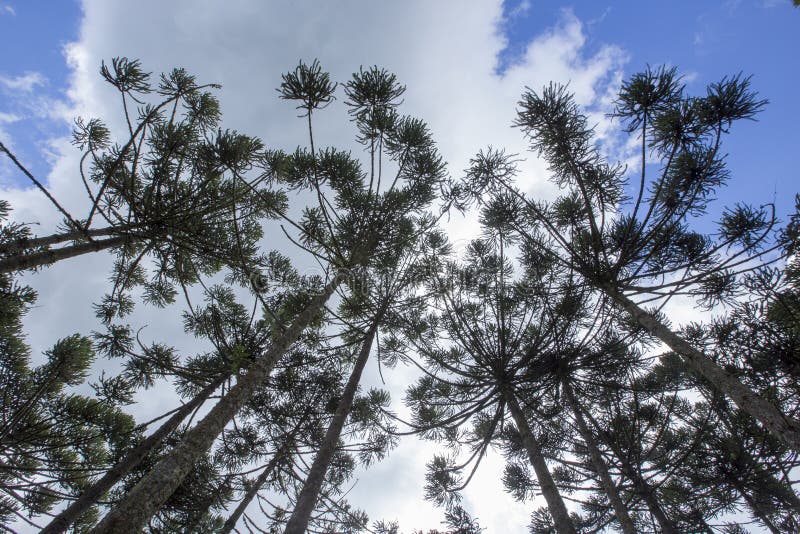 Brazilian pine forest stock photo. Image of power, nature - 240395720