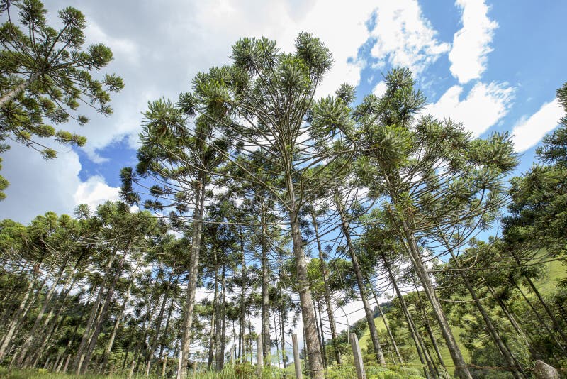 Brazilian pine forest stock photo. Image of forest, candelabra - 240395774