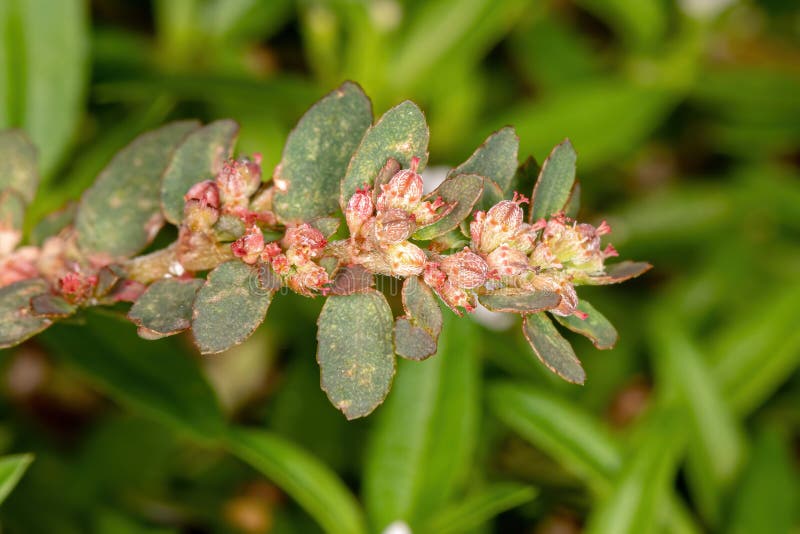 Brazilian Red Caustic Creeper of the species Euphorbia thymifolia