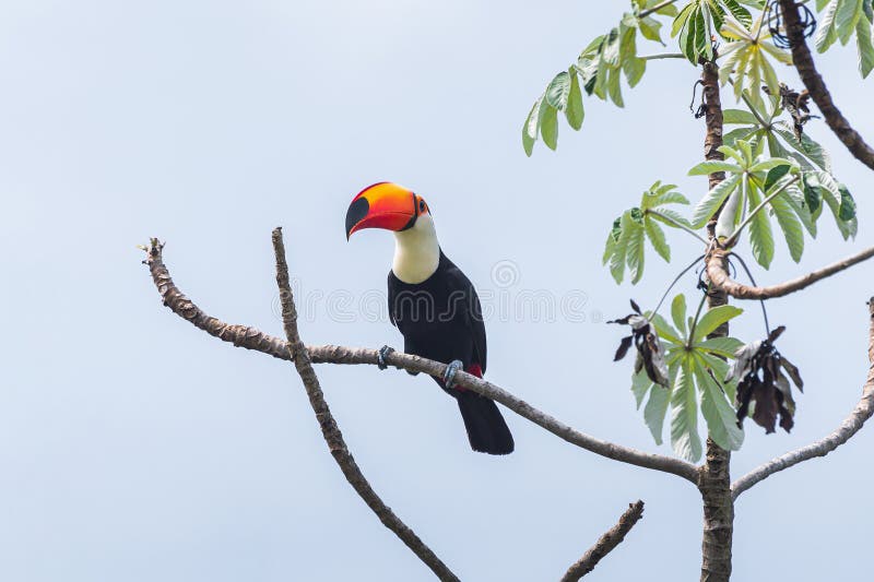 Brazilian toucan bird of the Cerrado Mineiro