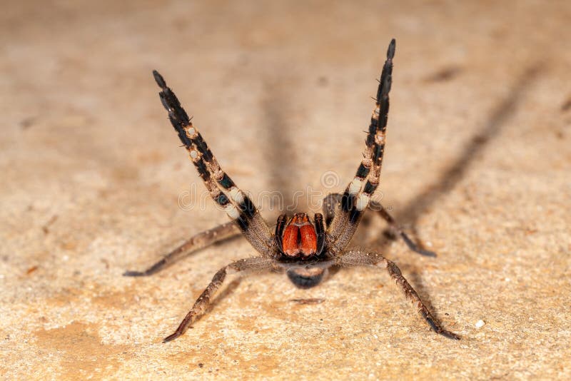 Brazilian wandering spider - danger poisonous Phoneutria Ctenidae