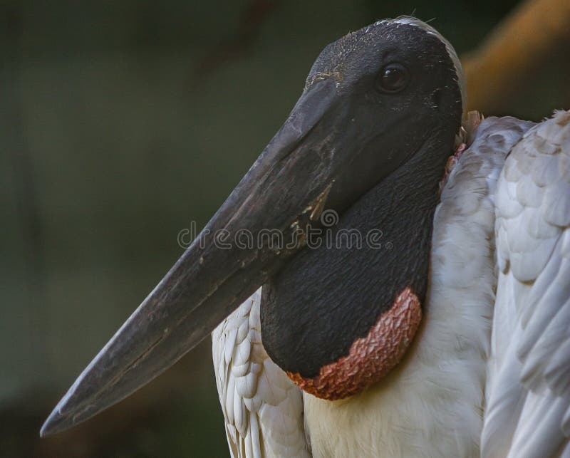 Brazilian Yabiru Jabiru stork, Jabiru mycteria is a large stork found in the Americas from Texas to Argentina. The name means