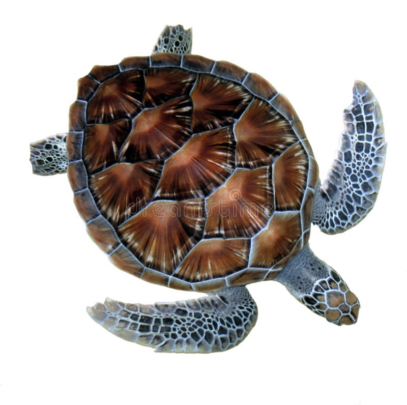 Brazylijskie bahia coroa żółwia morskiego vermelha wyspy