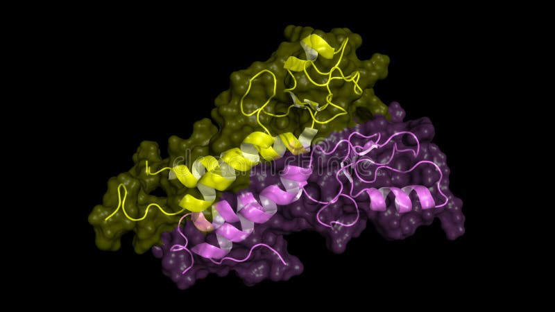 BRCA1 proteína, modelo giratorio