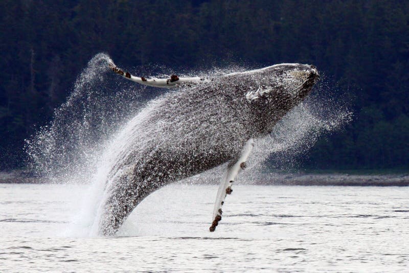 Un giocoso megattera giovane violazioni spettacolare vicino a Juneau, in Alaska.