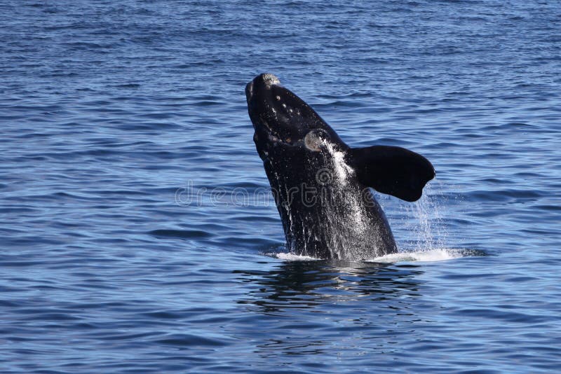 Southern Right Whale Breaching 2/4 Stock Image Image of shore, whale