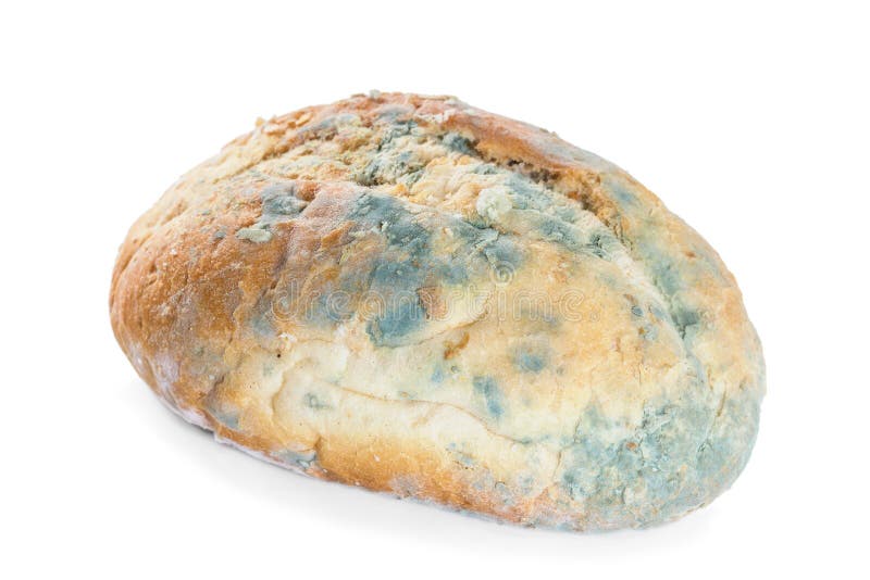 Bread covered in mold. stock photo. Image of organism 36871288
