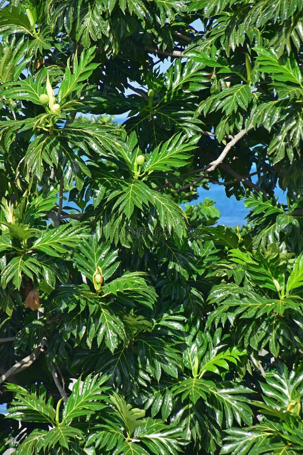 Bread fruit tree with large shining leaves