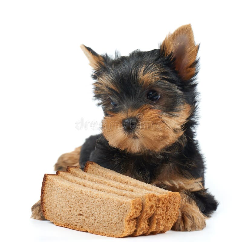 Bread and pet stock image. Image of nice, brown, small 47289243