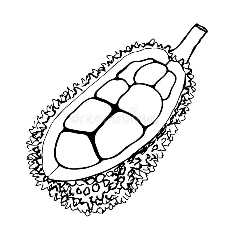 Breadfruit Vector Stock Illustrations 631 Breadfruit Vector Stock