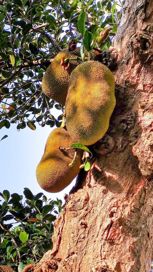Breadfruit, Bread Fruit Tree, Bread Nut Tree , Artocarpus Altilis