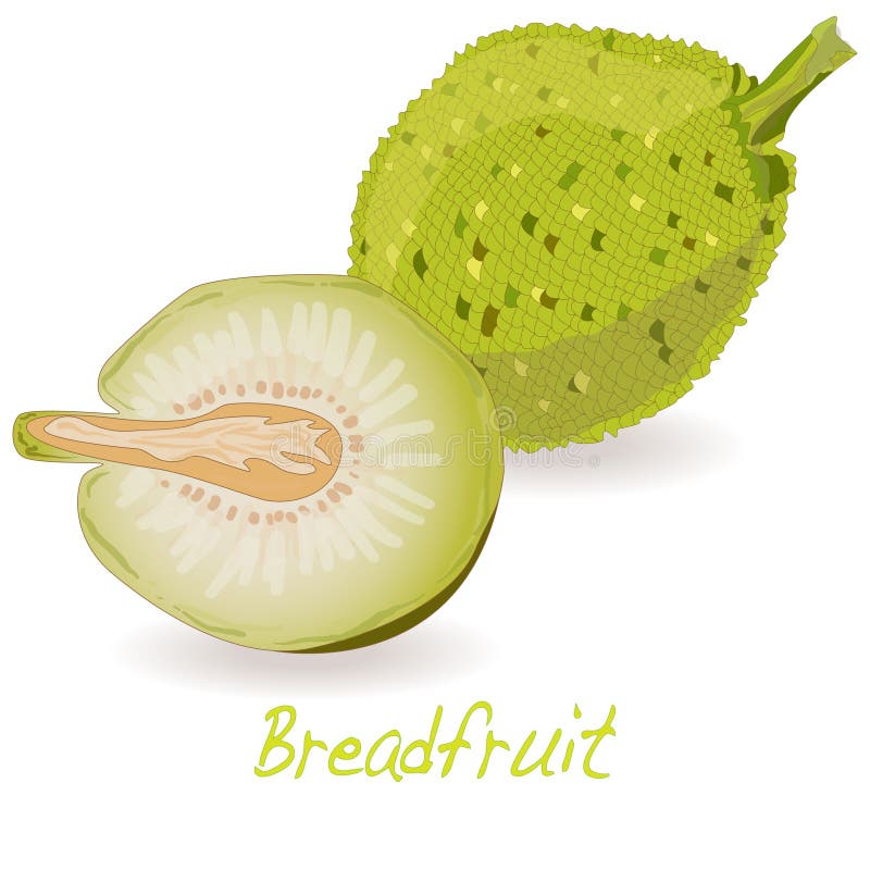 Breadfruit vector stock vector. Illustration of natural 70962253
