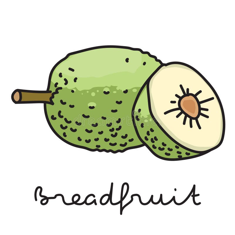 Breadfruit stock illustration. Illustration of pacific 15666034