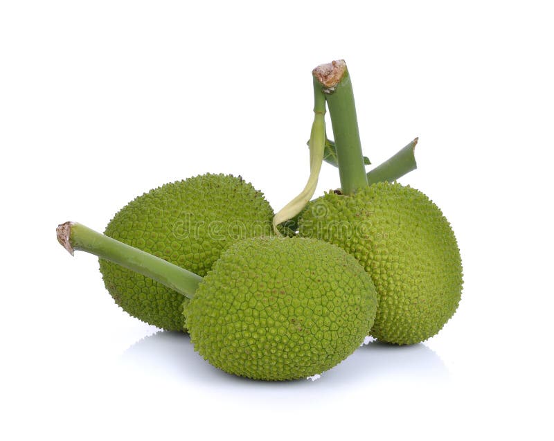 Breadfruit;young fruit jackfruit on white background stock photo Breadfruit;young fruit jackfruit on white background stock photo