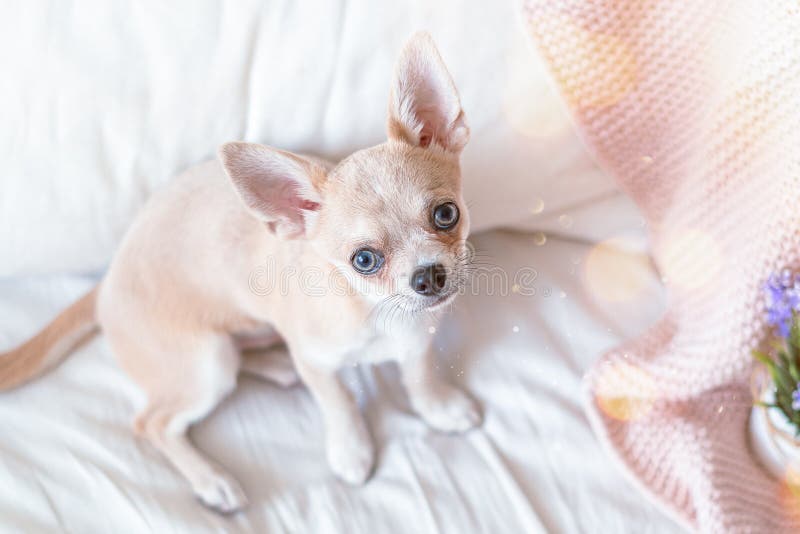 Breakfast in bed. Funny young chihuahua dog covered in throw blanket with steaming cup of hot tea or coffee. Lazy puppy. Wrapped in plaid relaxes. Good morning stock photos Breakfast in bed. Funny young chihuahua dog covered in throw blanket with steaming cup of hot tea or coffee. Lazy puppy. Wrapped in plaid relaxes. Good morning stock photos