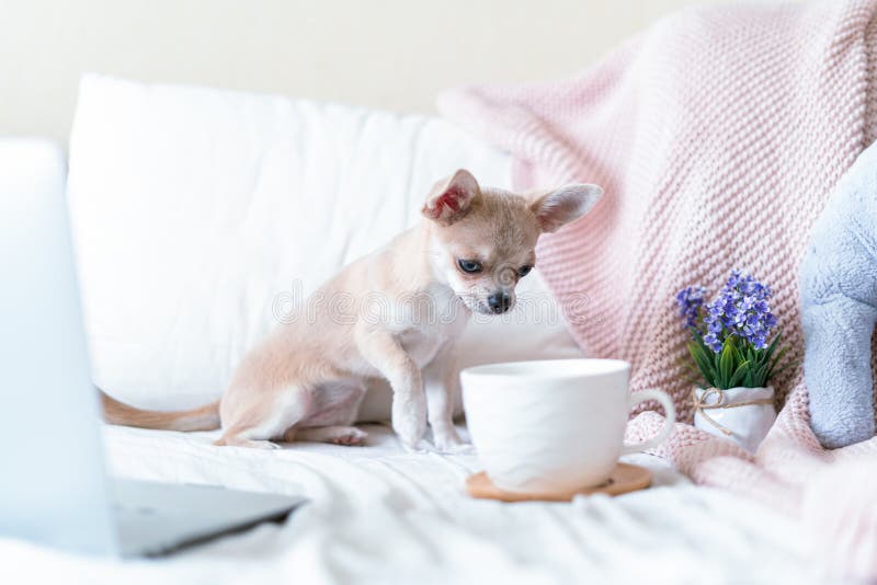 Breakfast in bed. Funny young chihuahua dog covered in throw blanket with steaming cup of hot tea or coffee. Lazy puppy. Wrapped in plaid relaxes. Good morning royalty free stock image Breakfast in bed. Funny young chihuahua dog covered in throw blanket with steaming cup of hot tea or coffee. Lazy puppy. Wrapped in plaid relaxes. Good morning royalty free stock image