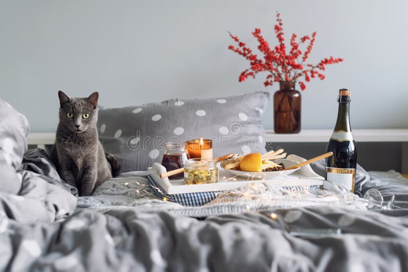 Breakfast in bed, a tray with cheese, grissini, jam from young fir cones, champagne and a candle. Gray cat in bed