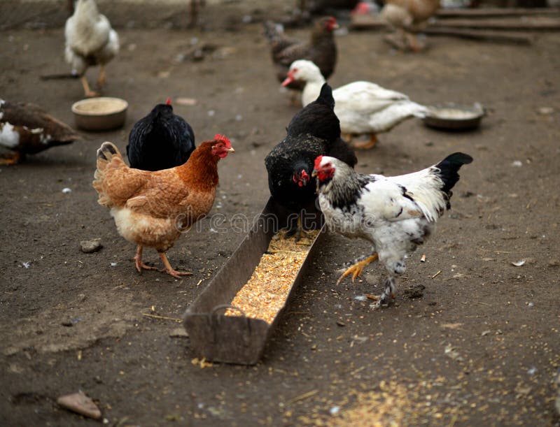 Breakfast on the farm stock image Breakfast on the farm stock image