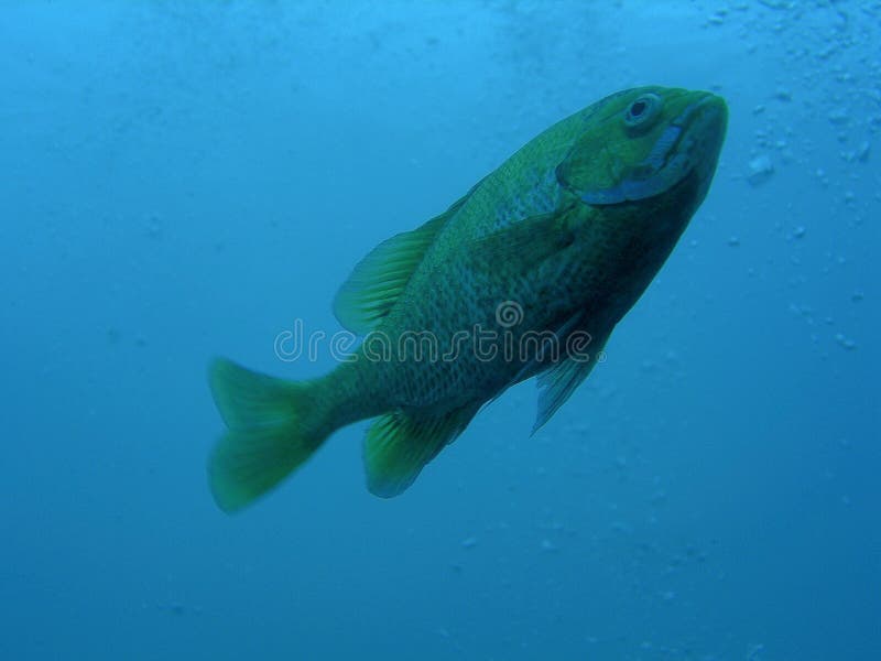 Bream In Basin