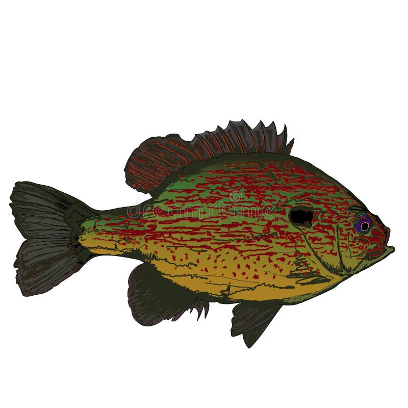 Bream Fish , Crappie , Bluegill Stock Vector - Illustration of pumpkinseed,  pattern: 263468956