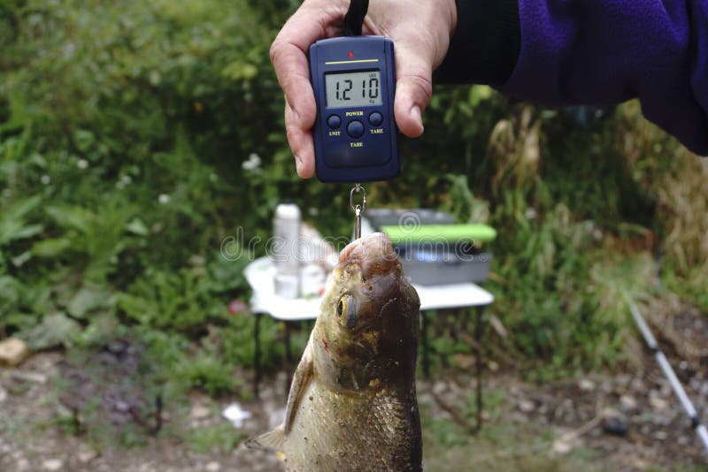 Fishing Weighing Scale on Pier Stock Photo - Image of canada