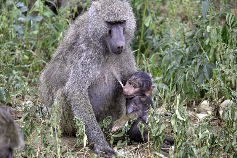 Baboon Tits - 134 Baboon Breast Stock Photos - Free & Royalty-Free Stock Photos from  Dreamstime