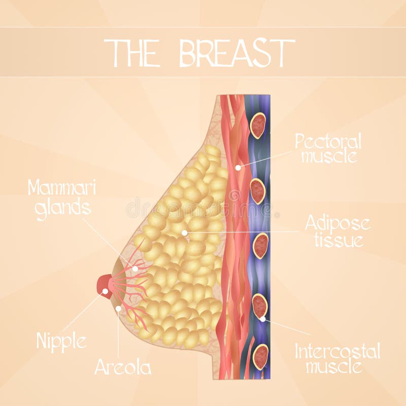 Breast anatomy labelled stock illustration. Illustration of tissue