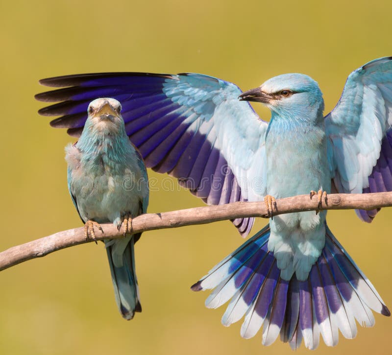 Breasted rollers couple