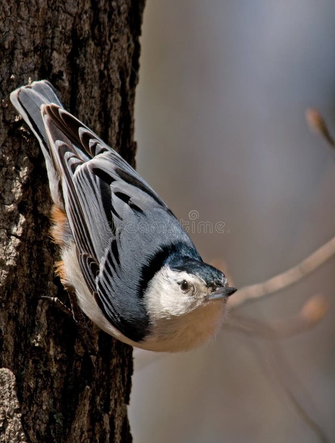 Photograph of a White-breasted Nuthatch in a common head-down position while foraging on a tree trunk in a forest. Photograph of a White-breasted Nuthatch in a common head-down position while foraging on a tree trunk in a forest.