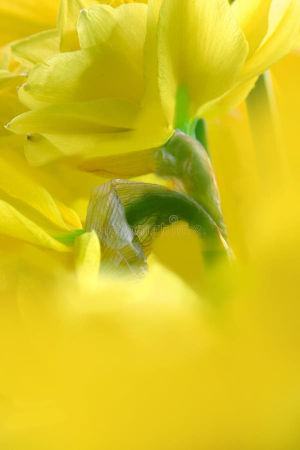 Torbido, sfocata giallo dei narcisi.