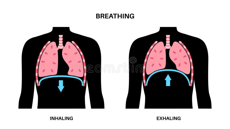 Inhalation exhalation. Human Breathing. The motion of the lung and  diaphragm in inspiration, expiration. Blue arrow oxygen inlet, red carbon  dioxide outlet. Pulmonary anatomy. Vector illustration Stock Vector