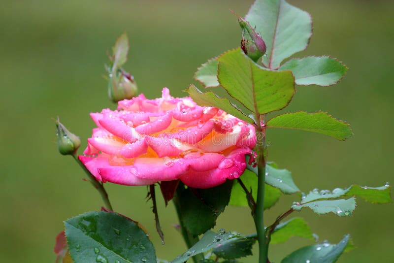 Breathtaking color in peach petals of rose in early morning light and rain drops, with green background of plant`s leaves beyond