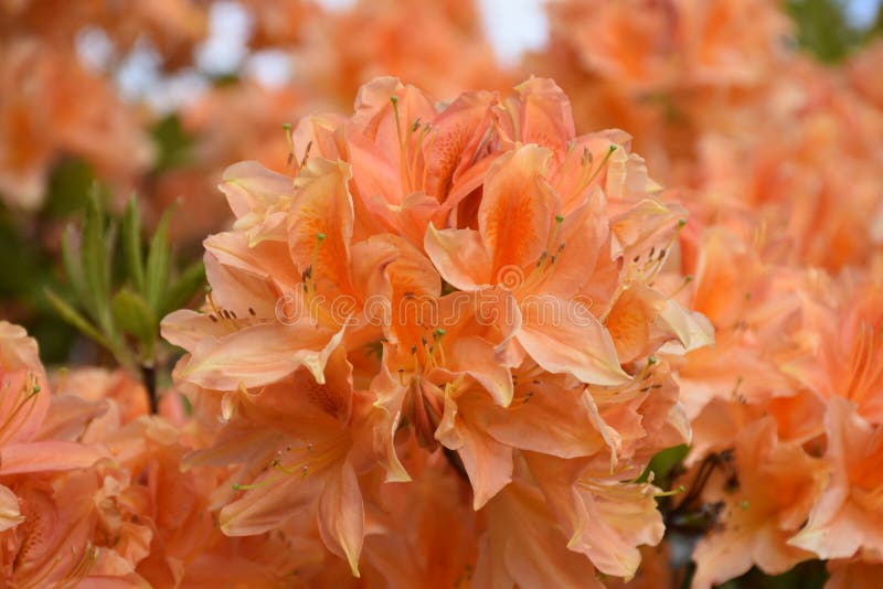 Breathtaking Flowering Orange Azalea Bush in the Spring Stock Photo