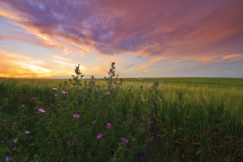 Breathtaking red sunset and twilight over field