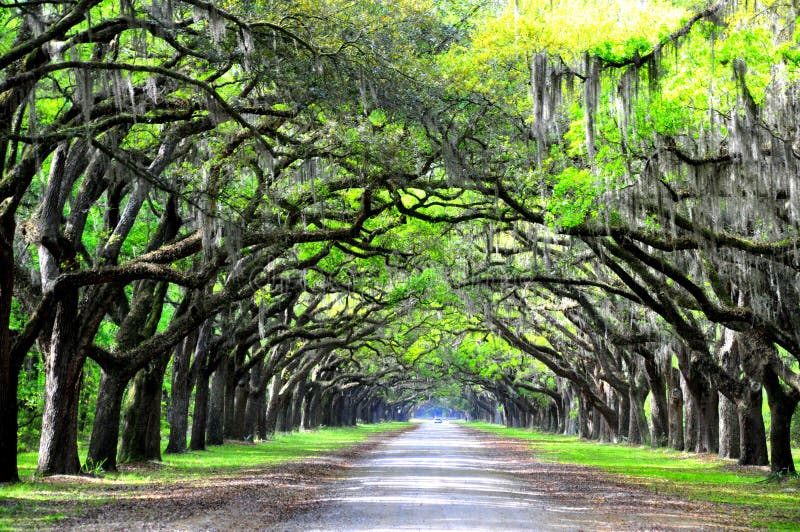 A breathtaking road sheltered by live oak trees and Spanish moss near Wormsloe Historic Site, Georgia, U.S.A