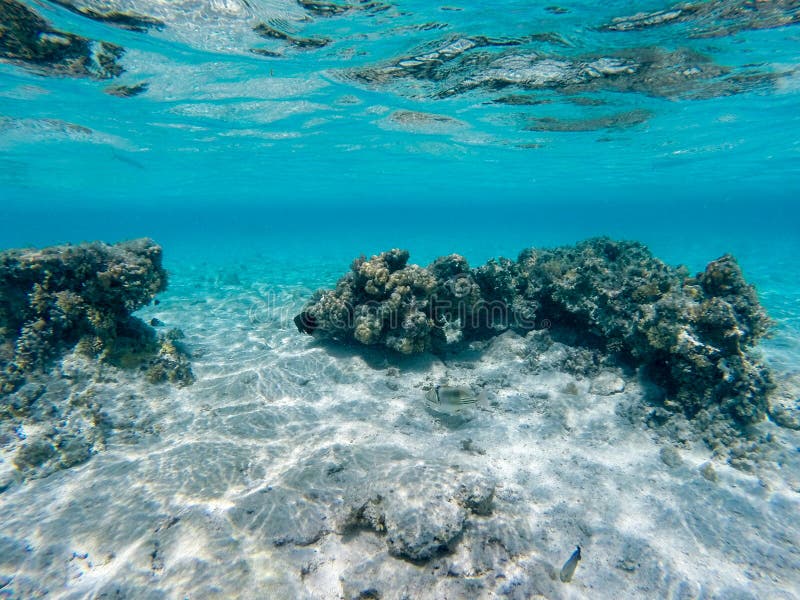 Breathtaking Underwater View of Red Sea, Egypt Stock Image - Image of ...