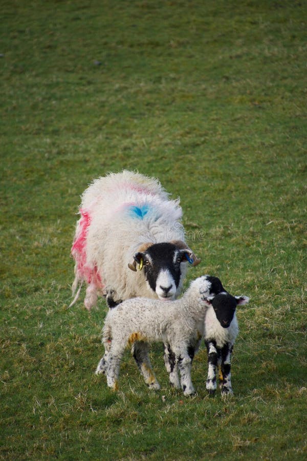 Brebis de moutons de mère avec deux jeunes agneaux image stock Brebis de moutons de mère avec deux jeunes agneaux image stock