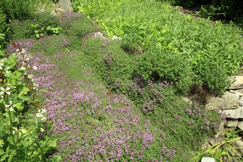 Breckland Thyme, Wild Thyme Stock Image Image of dill, garden 84268967