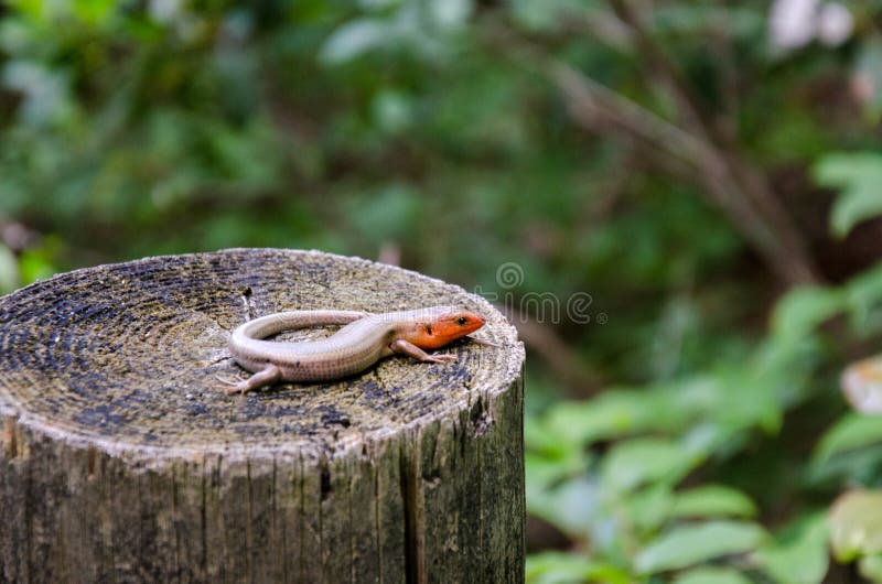 Bred hövdad skink fotografering för bildbyråer Bred hövdad skink fotografering för bildbyråer