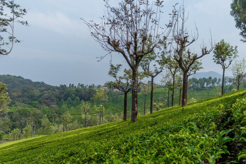 Bred sikt av gröna trädkolonier med träd in - between, Ooty, Indien, 19 Augusti 2016 arkivbilder Bred sikt av gröna trädkolonier med träd in - between, Ooty, Indien, 19 Augusti 2016 arkivbilder