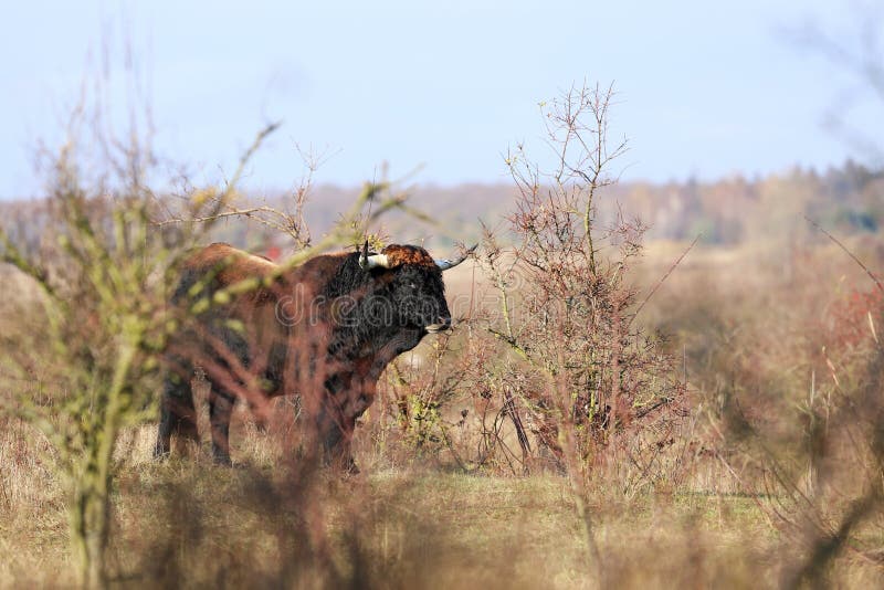 Tauros Programme started  restoration and rewilding of Aurochs - Bos primigenius