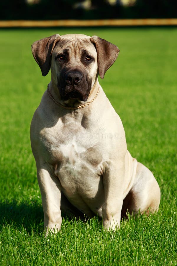 Fila Brasileiro Dog Portrait, Autumn Scene Stock Image - Image of breed,  huge: 134239671