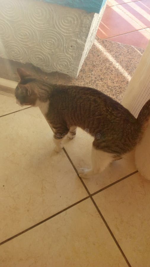 Moroccan cat stock image. Image of lives, breed, morocco 106475743