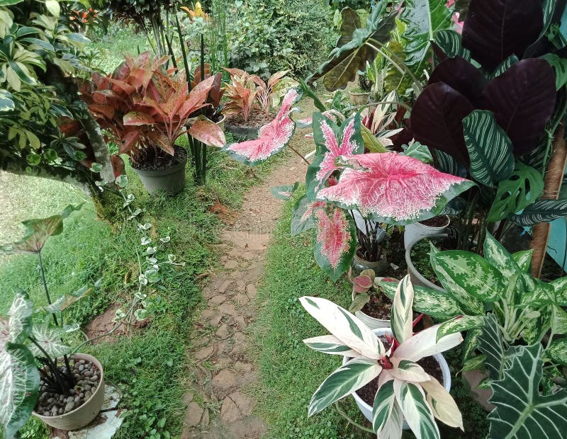 The breeding area for ornamental plants and all types of ornamental plants. These ornamental plants are developed manually by same-sex marriage. This plant is cultivated in the Tasikmalaya Regency, West Java. The breeding area for ornamental plants and all types of ornamental plants. These ornamental plants are developed manually by same-sex marriage. This plant is cultivated in the Tasikmalaya Regency, West Java