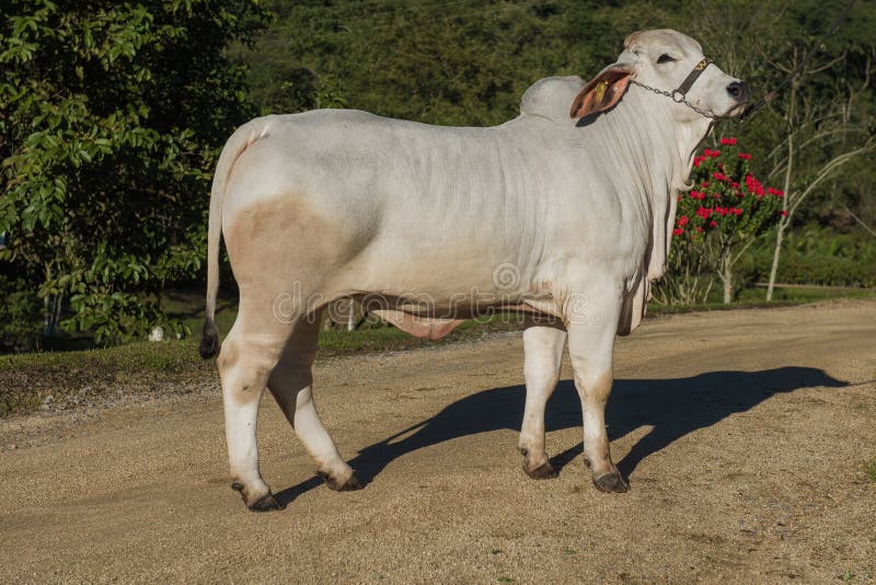 Breeding of the Brahman Cattle Breed. Stock Image Image of