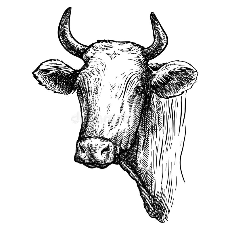 Breeding Cattle. Head of a Texas Longhorn Stock Vector Illustration