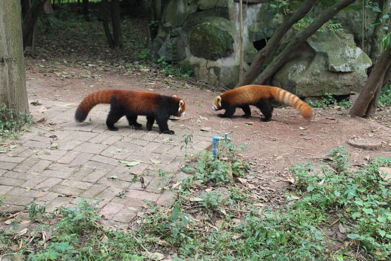 Sex of animals in Chengdu