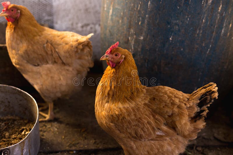 Breeding Chickens in a Small Chicken Coop Stock Image Image of coop